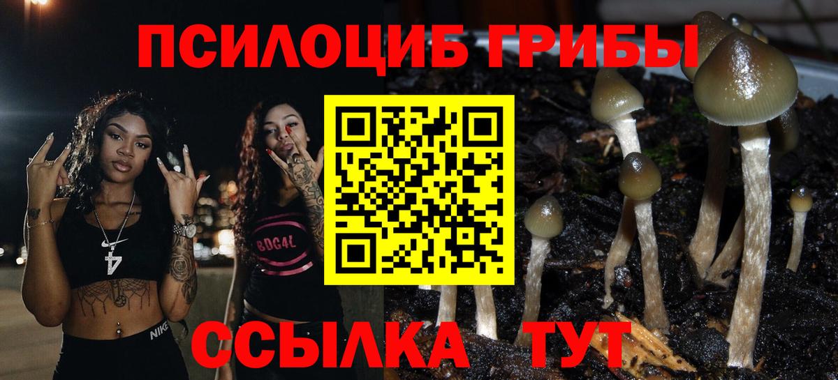 Галлюциногенные грибы Psilocybine cubensis Туапсе